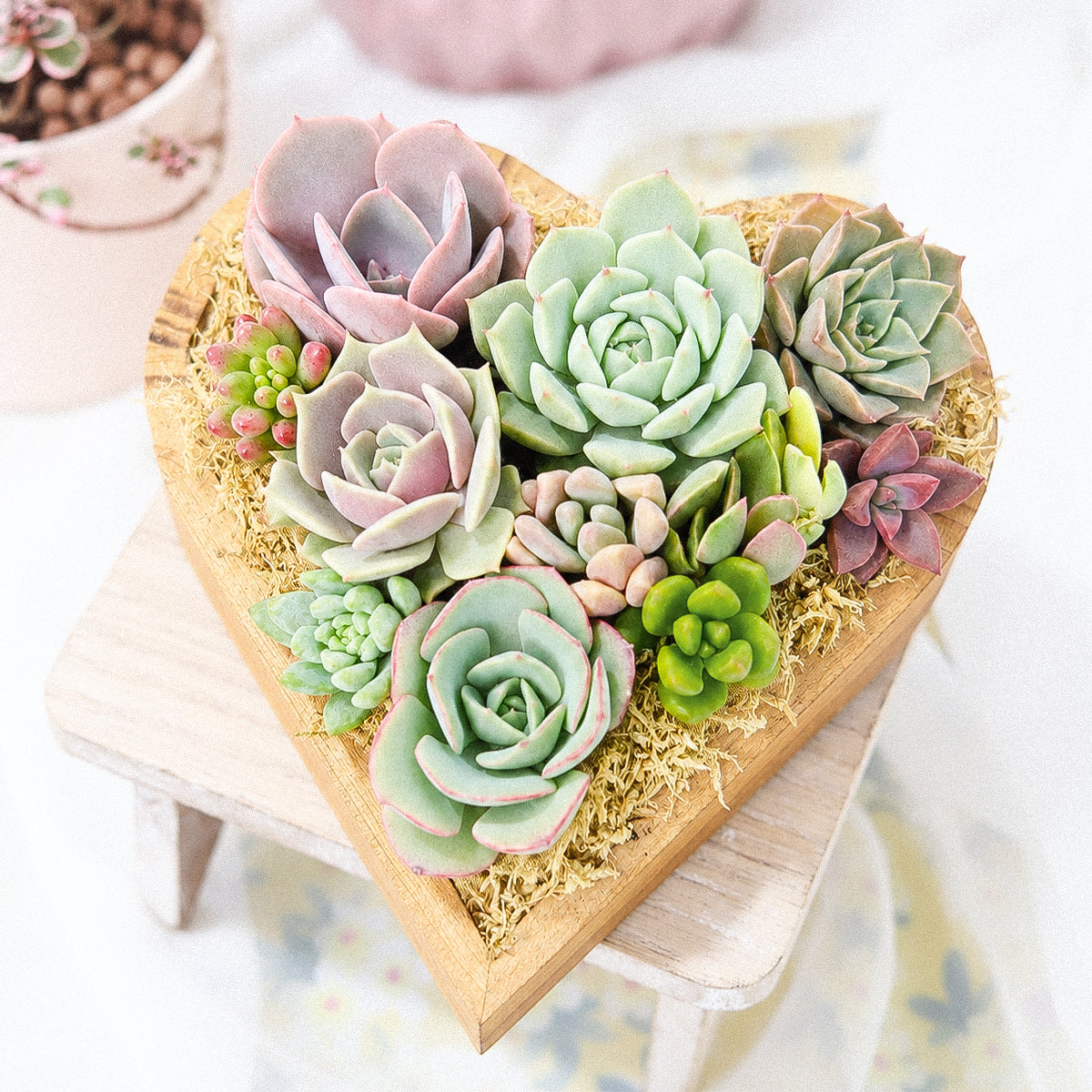 6.1" Heart Succulent Arrangement