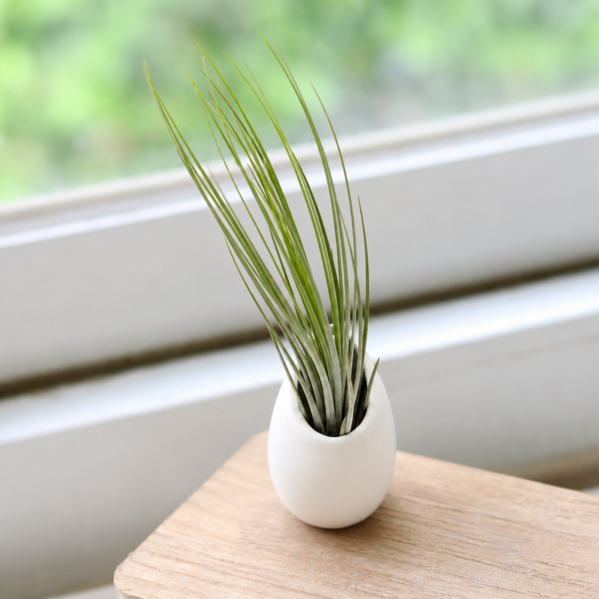 Tillandsia Juncea Air Plant with Small Ivory Ceramic Vase