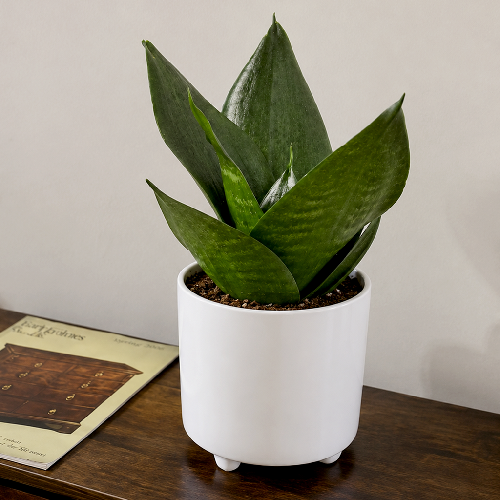 Snake Plant Jade