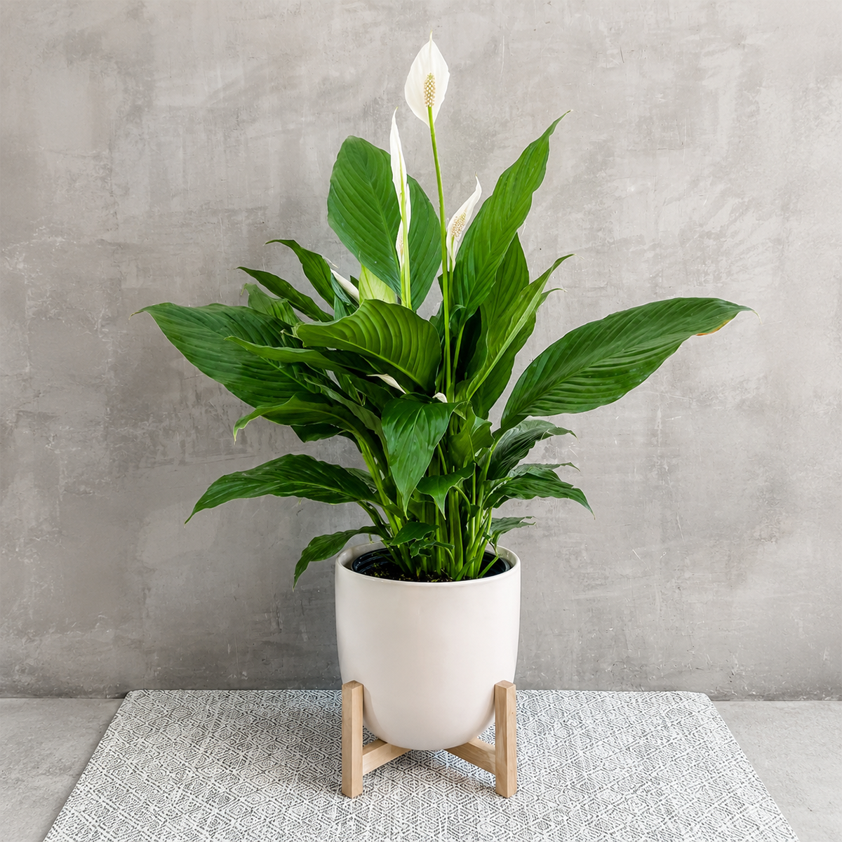 Peace Lily (Spathiphyllum)