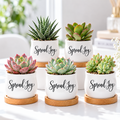 Pack of Succulent Pot - Spread Joy