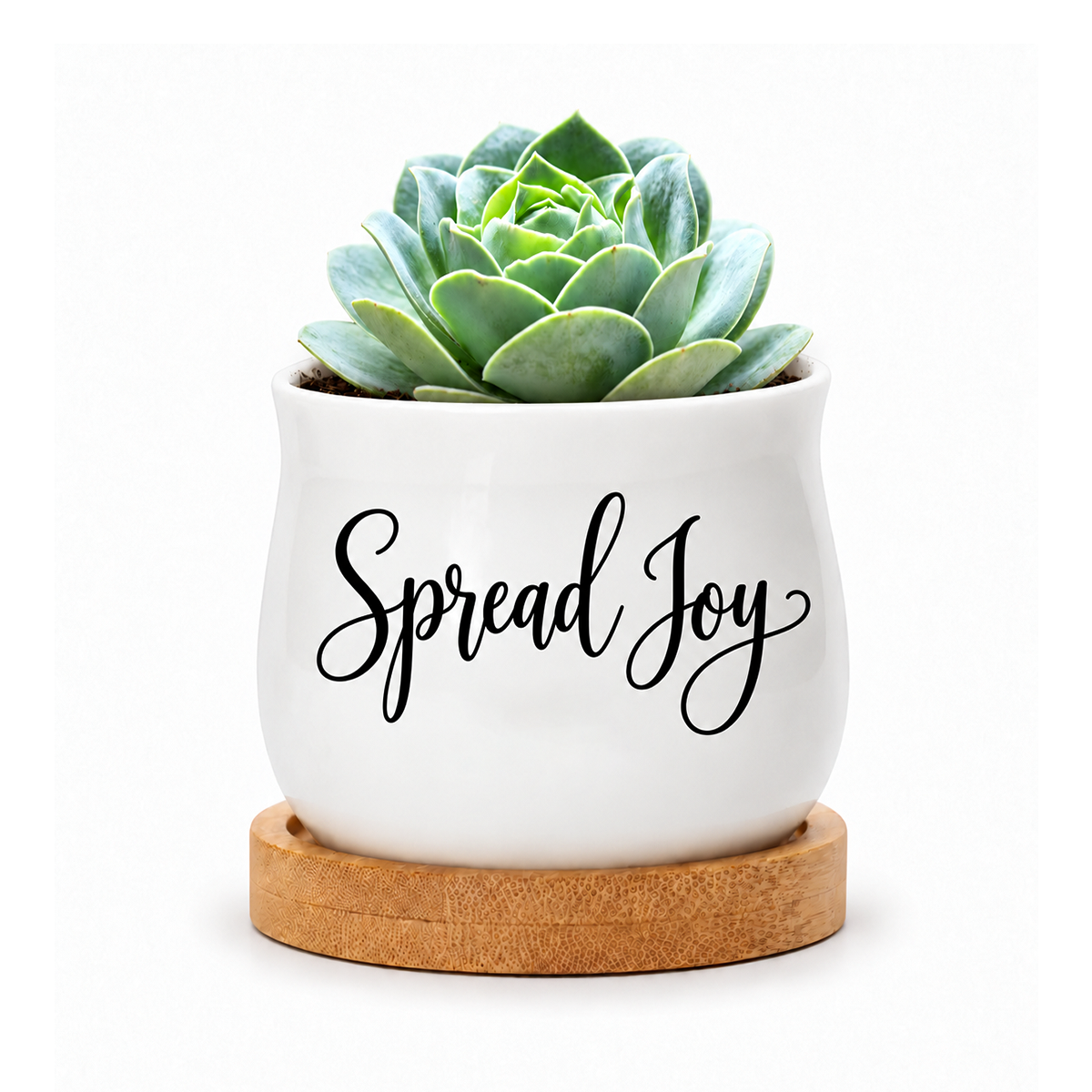 Succulent Pot - Spread Joy