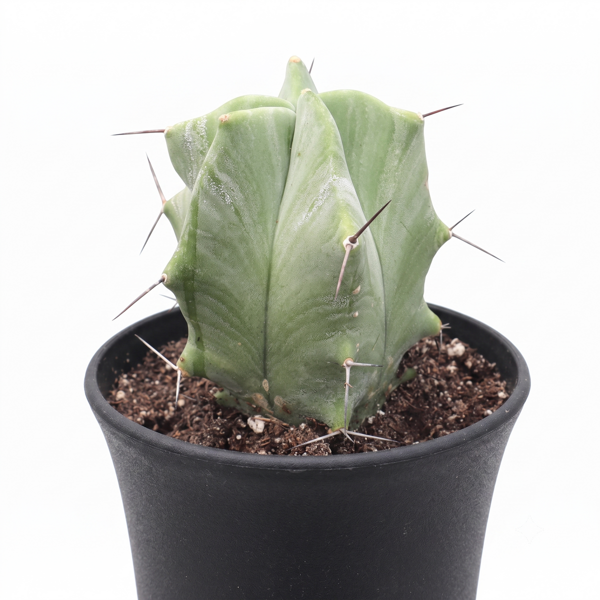 Stenocereus pruinosus - Gray Ghost Organ Pipe