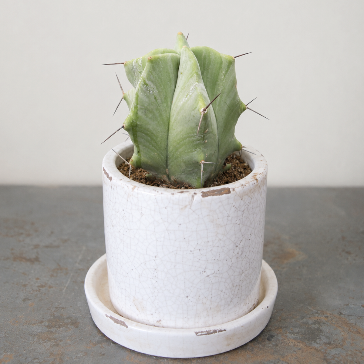 Stenocereus pruinosus - Gray Ghost Organ Pipe