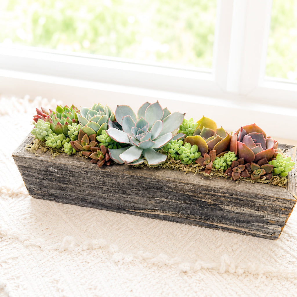 11.25" Rectangle Wooden Planter Succulent Arrangement