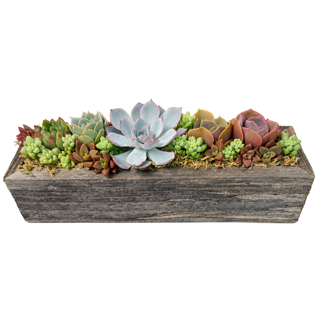 11.25" Rectangle Wooden Planter Succulent Arrangement
