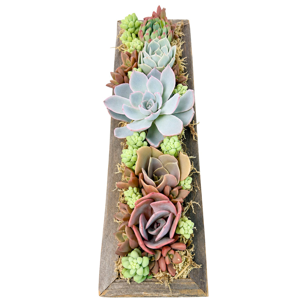 11.25" Rectangle Wooden Planter Succulent Arrangement