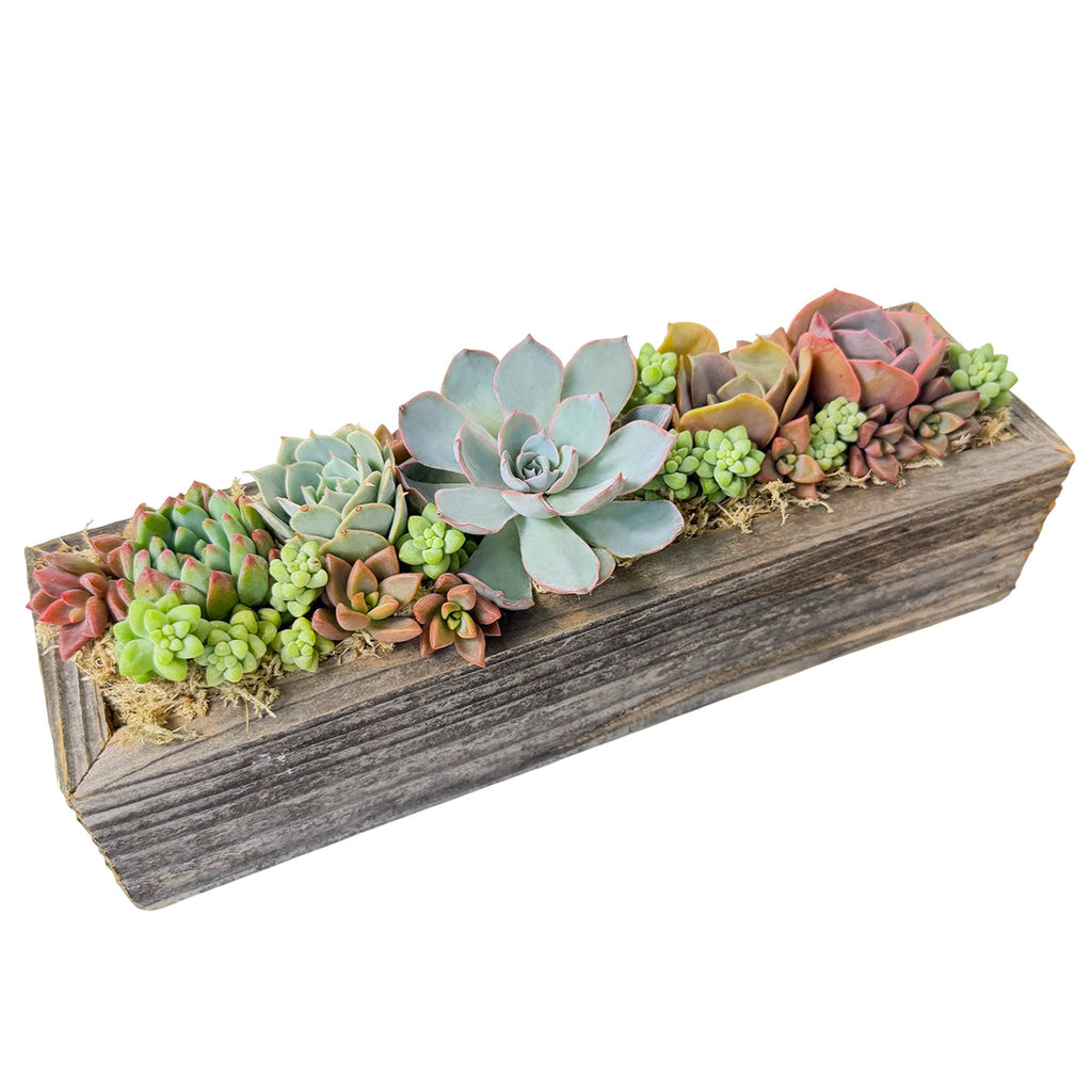 11.25" Rectangle Wooden Planter Succulent Arrangement