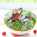 9" Round Plastic Planter Succulent Arrangement