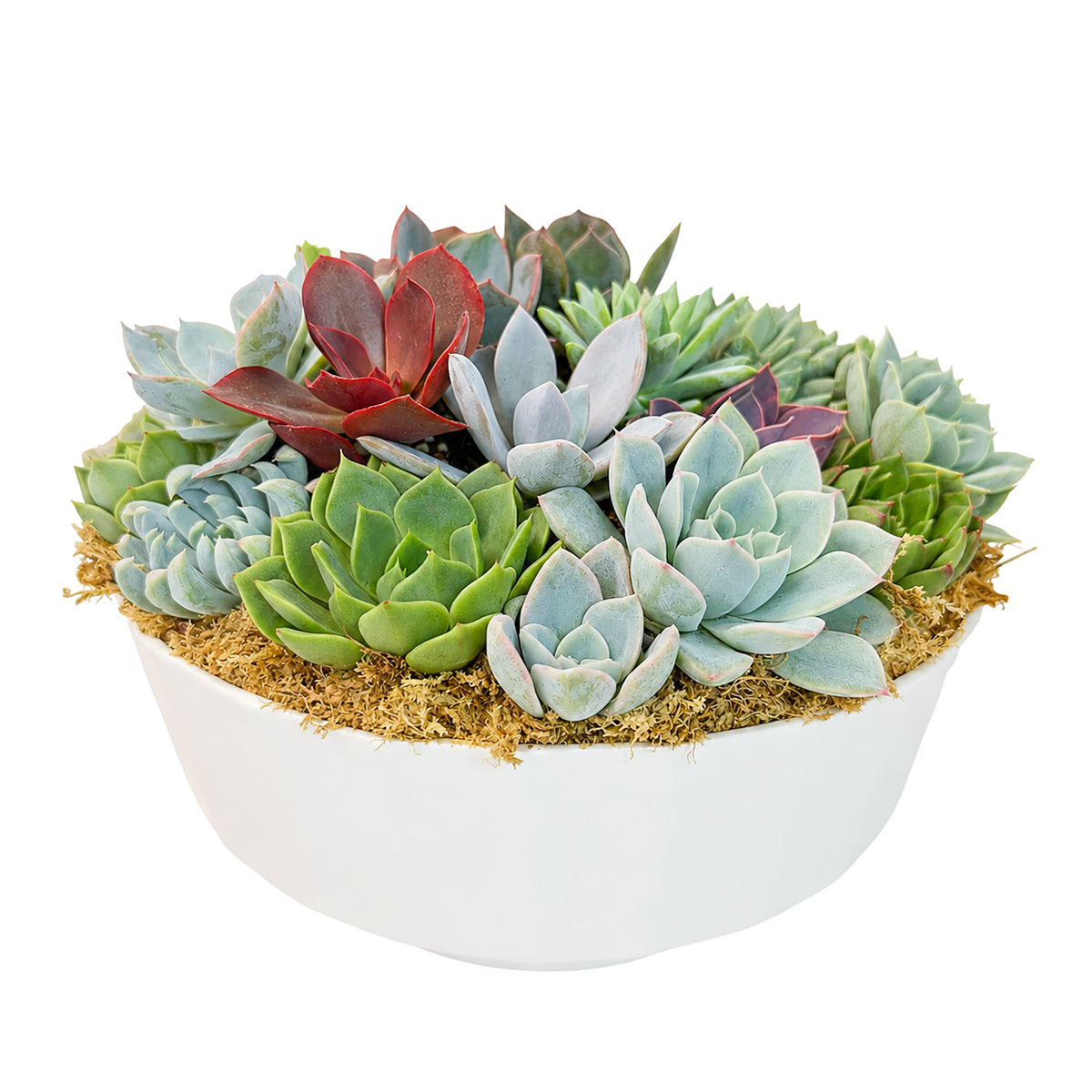 9" Round Plastic Planter Succulent Arrangement
