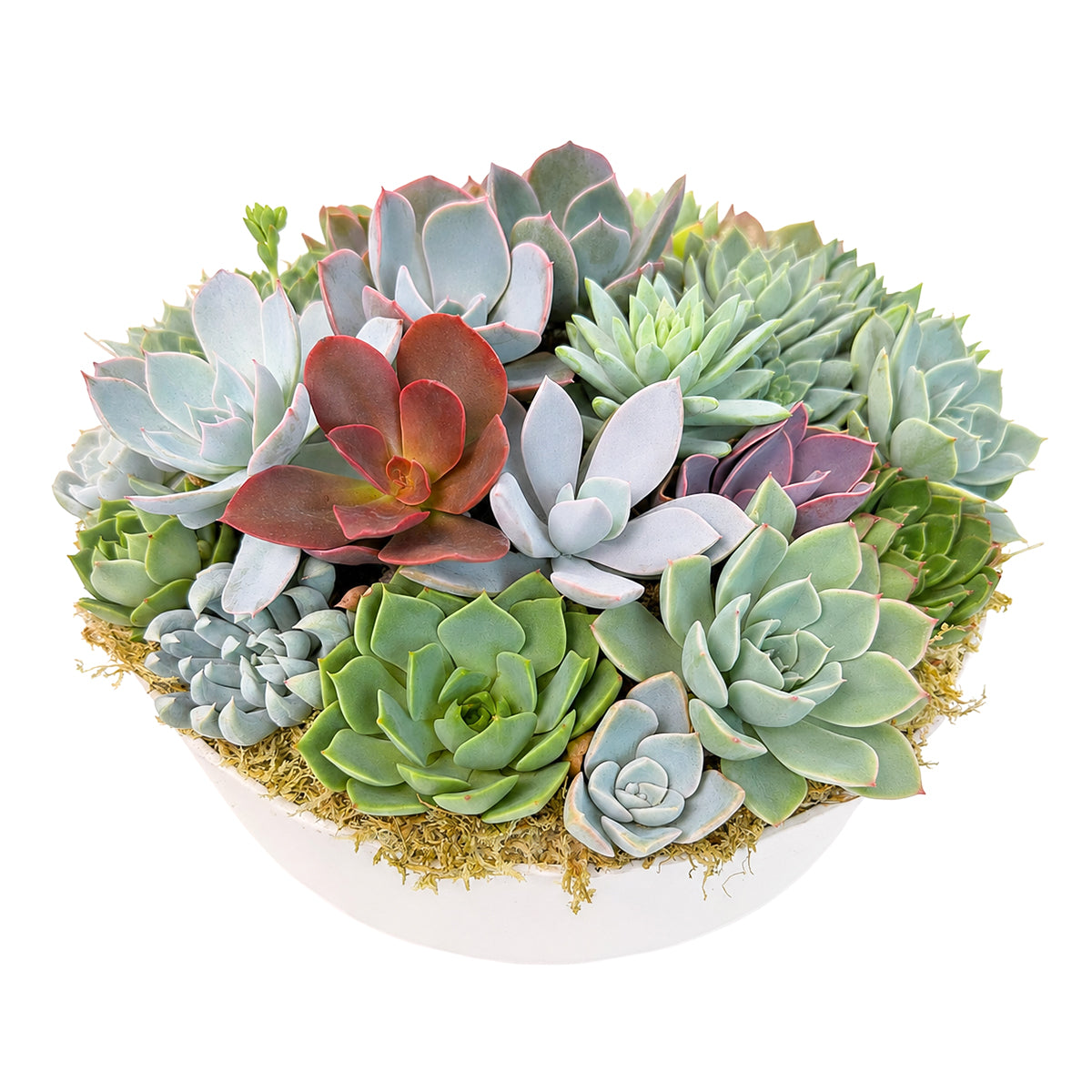 9" Round Plastic Planter Succulent Arrangement