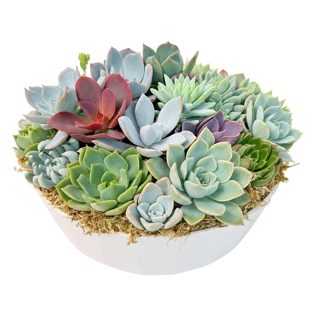 9" Round Plastic Planter Succulent Arrangement
