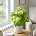 Syngonium Cream Allusion