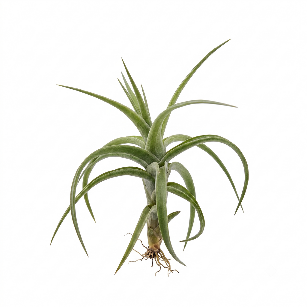 Tillandsia aeranthos hybrid