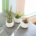 Assorted Tillandsia Air Plants with Trio of White Geometric Ceramic Containers