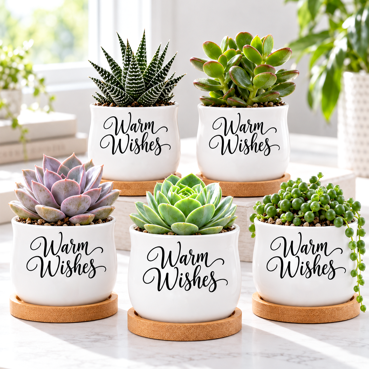 Pack of Succulent Pot - Warm Wishes