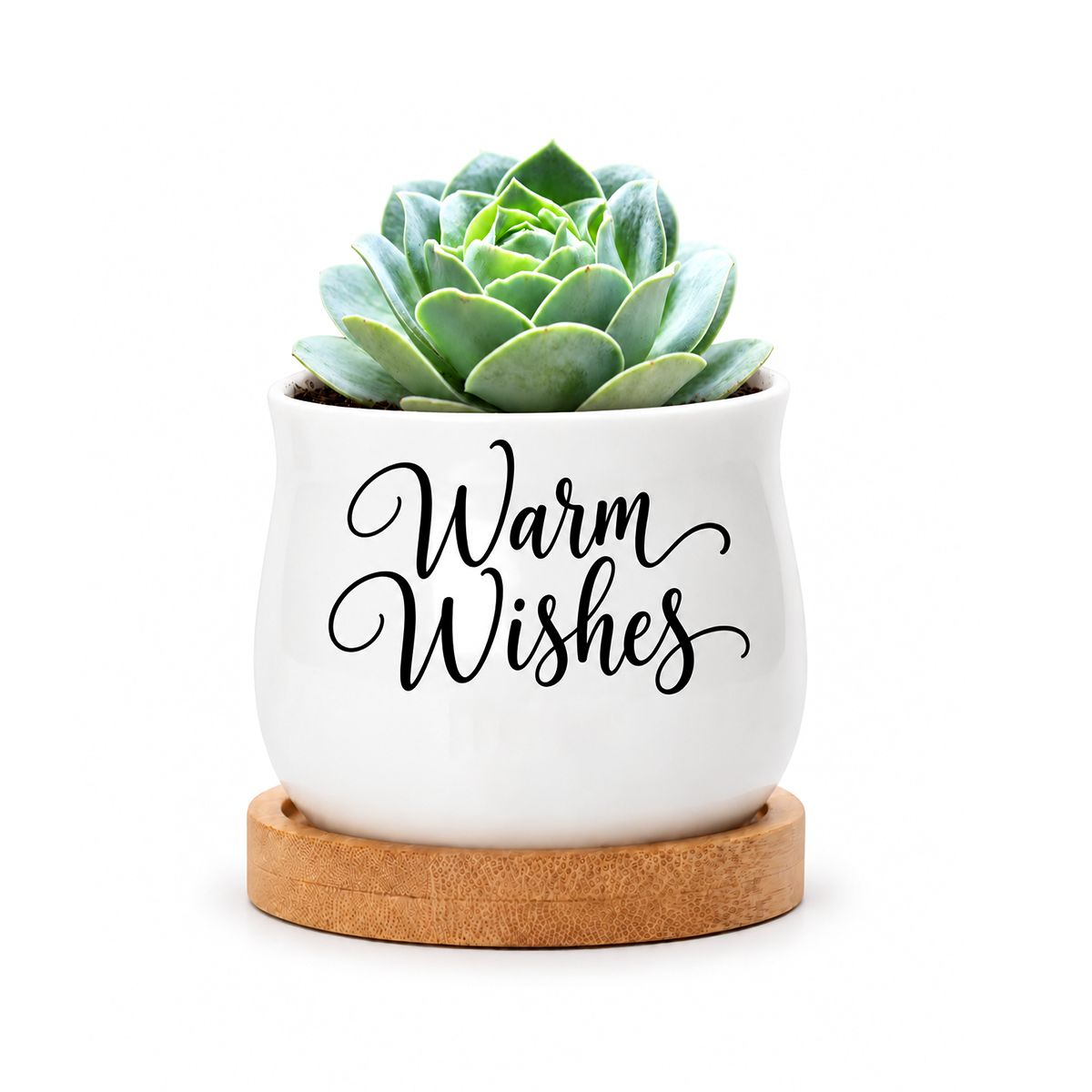 Succulent Pot - Warm Wishes
