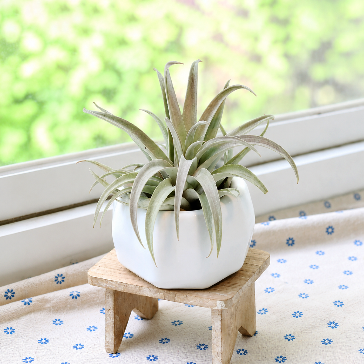 Assorted Tillandsia Air Plant with White Geometric Ceramic Container