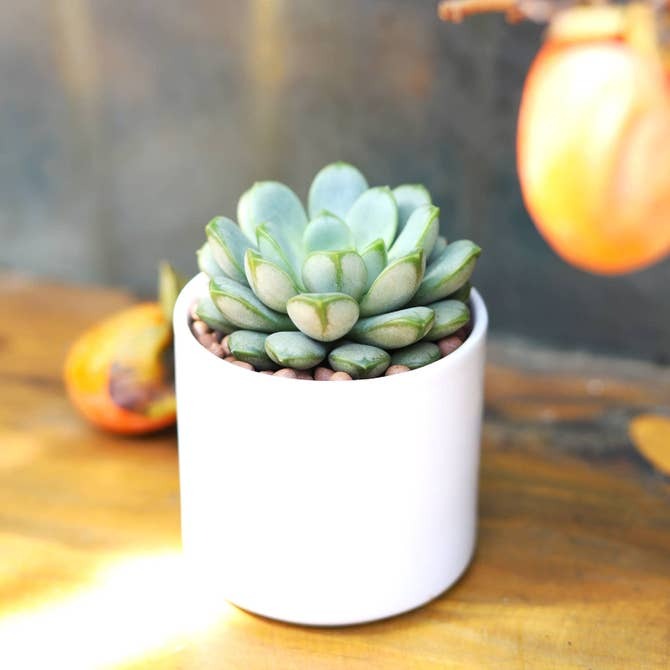 2in White Modern Cylinder Pot