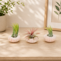 Pink Urchin with Tillandsia Air Plant