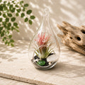Teardrop Beach Terrarium with Black Sand