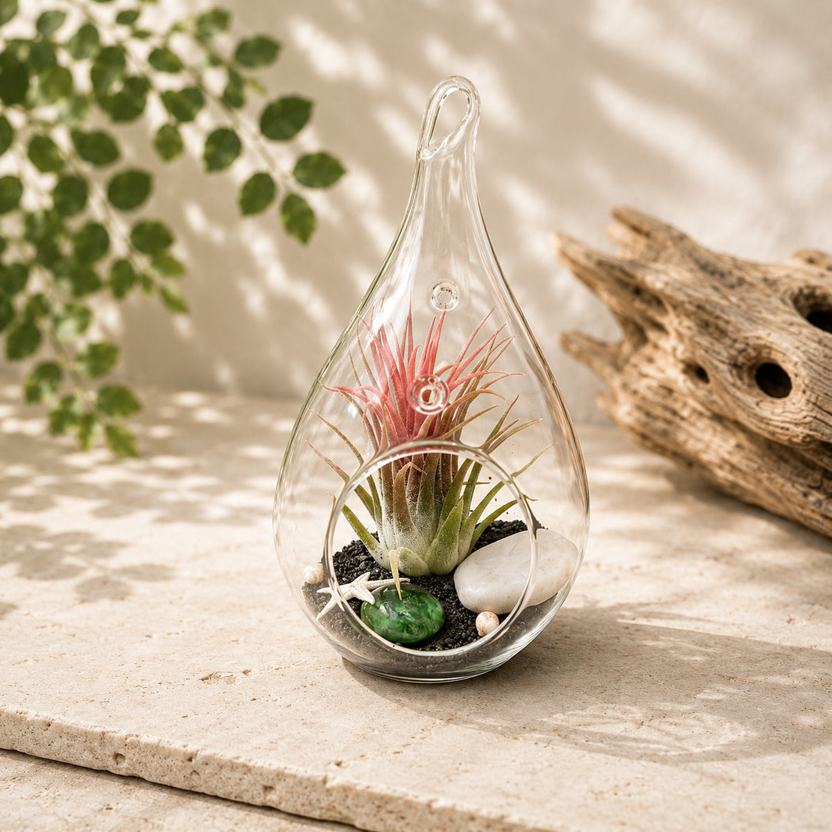 Teardrop Beach Terrarium with Black Sand