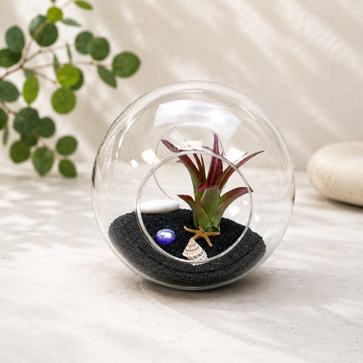 Large Beach Terrarium with Assorted Tillandsia Air Plant & Black Sand