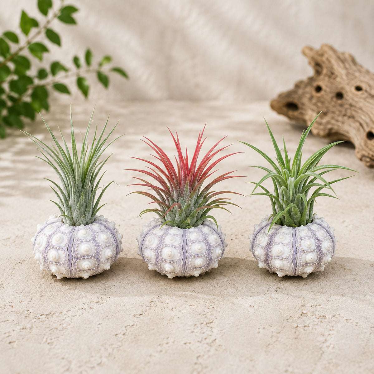 Set of 3 Sputnik Urchins with Tillandsia Air Plants