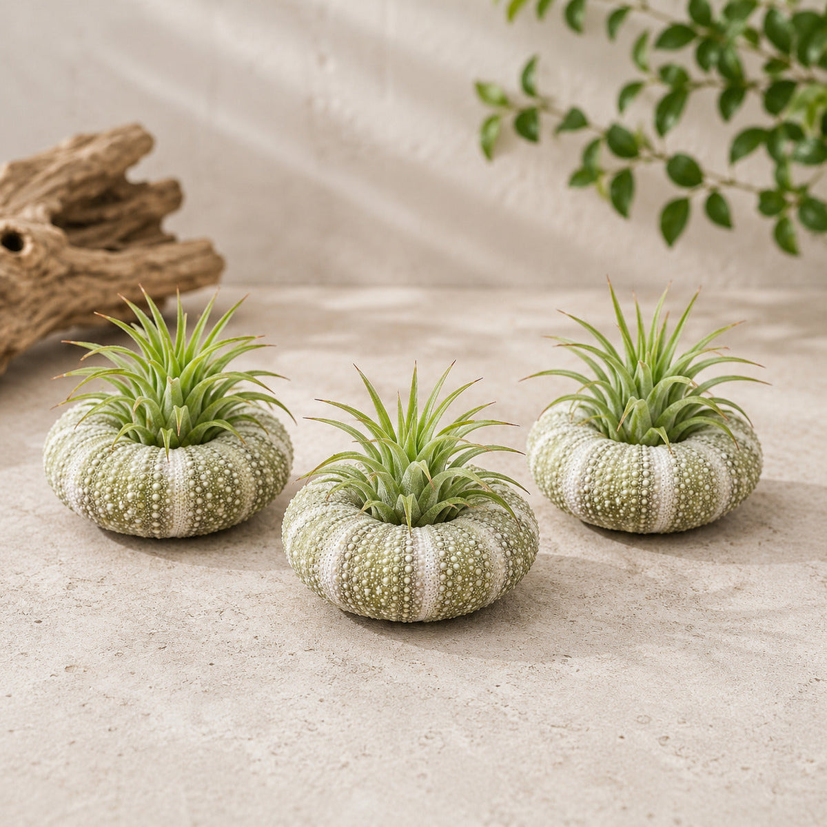 Set of 3 Alfonso Urchins with Tillandsia Air Plants
