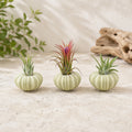 Set of 3 Green Urchins with Tillandsia Air Plants