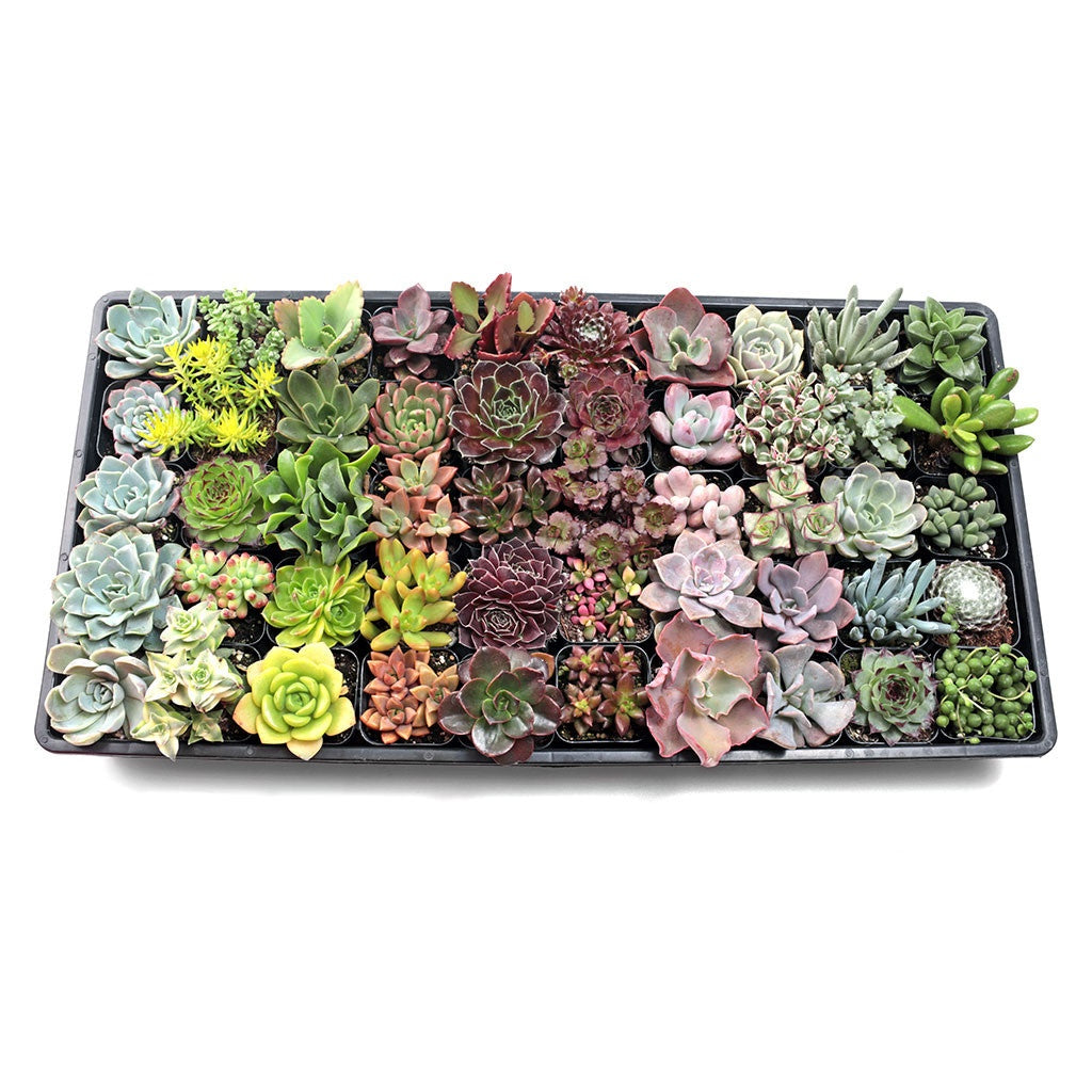 Custom Succulent Pack