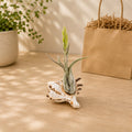 Longspine Murex Seashell with Assorted Tillandsia Air Plant