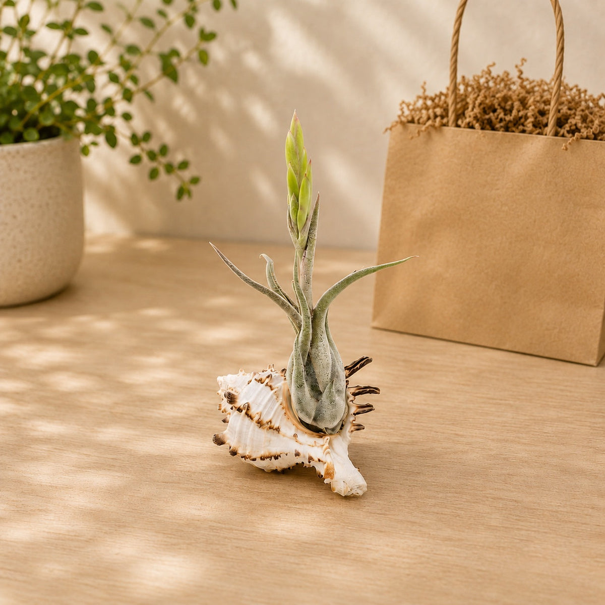 Longspine Murex Seashell with Assorted Tillandsia Air Plant