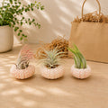 Gift Wrapped Set of 3 Pink Urchins with Tillandsia Air Plants