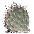 Opuntia 'Dark Knight'