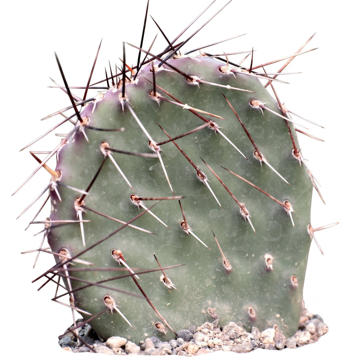 Opuntia 'Dark Knight'