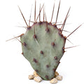 Opuntia 'Goldie Rita' (3-5")