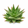 Random Aloe 2" Succulent