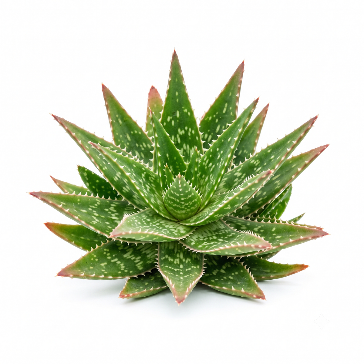 Random Aloe 2" Succulent