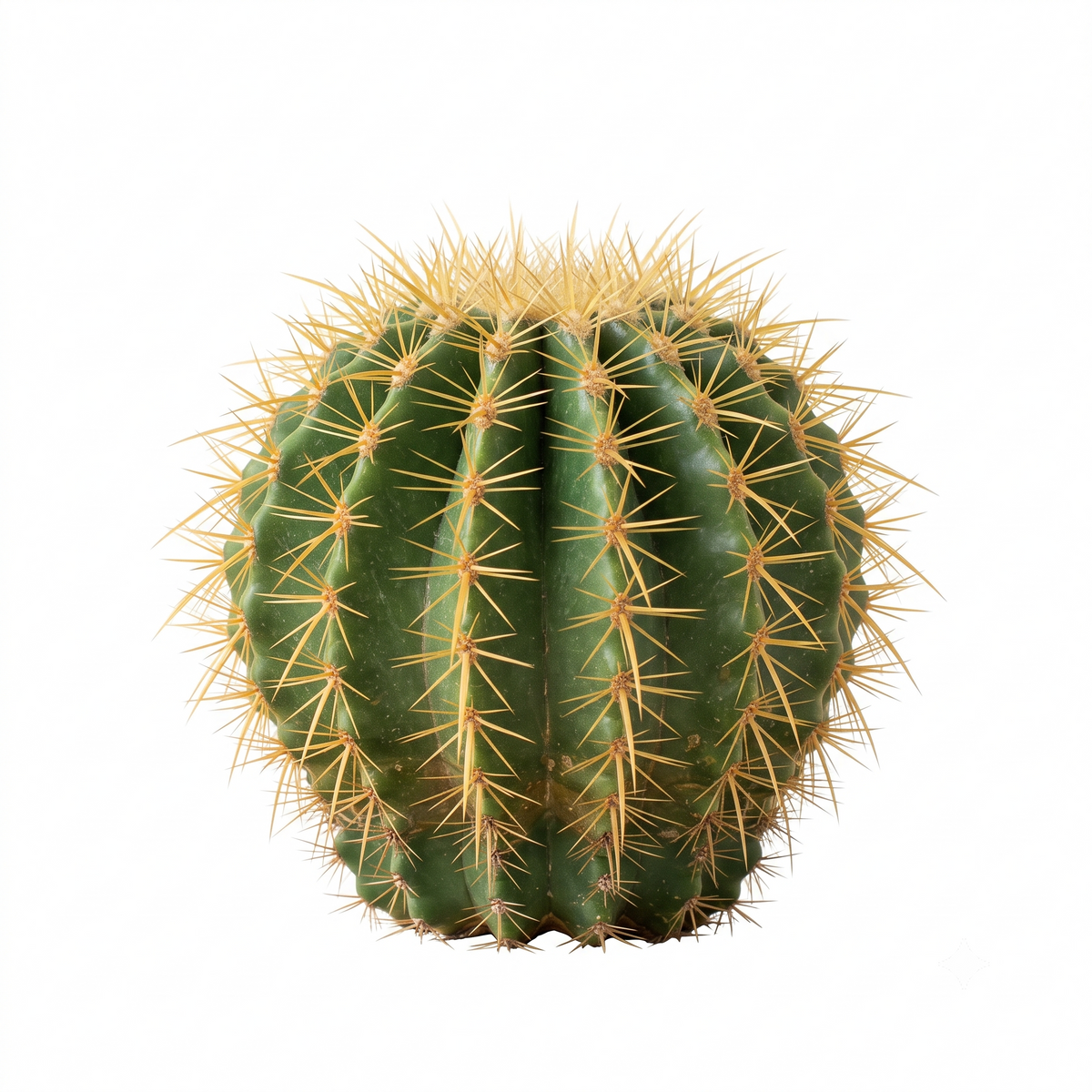 Random Cactus 2" Succulent