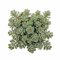 Random Hardy Sedum 2" Succulent