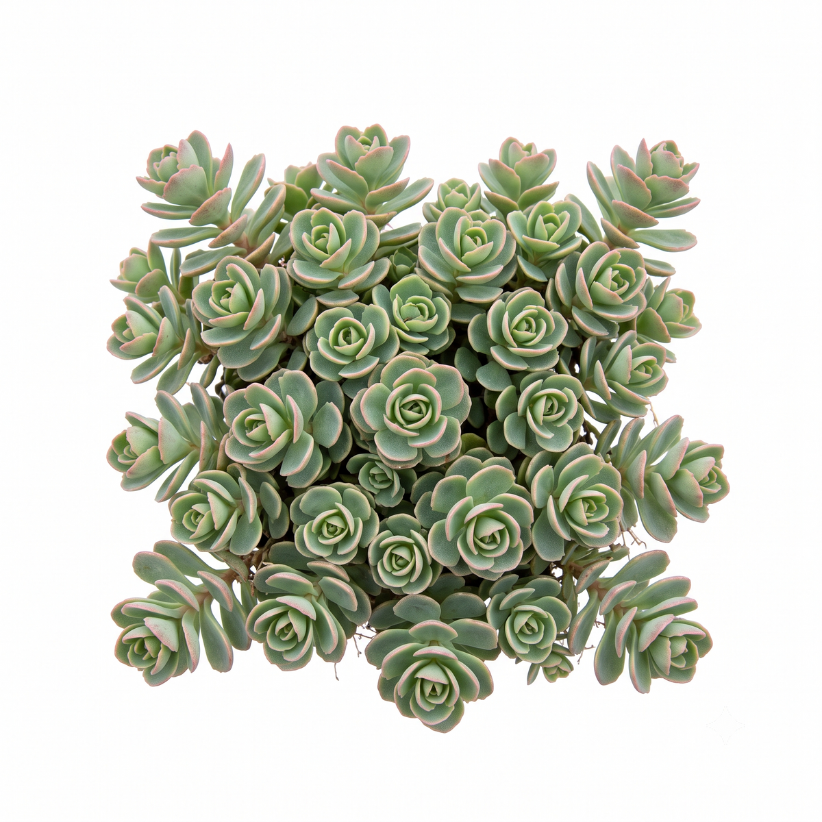 Random Hardy Sedum 2" Succulent