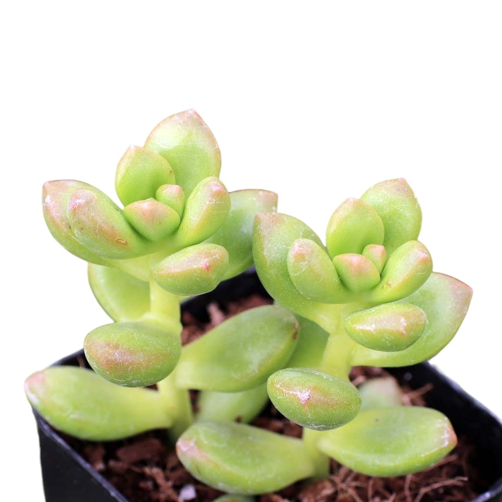 Sedum lucidum 'Obesum'