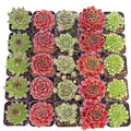 Sempervivum Assortment Pack